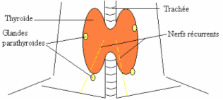thyroïde illustration expliquée